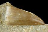 Mosasaur (Mosasaurus) Tooth In Rock - Morocco #179337-1